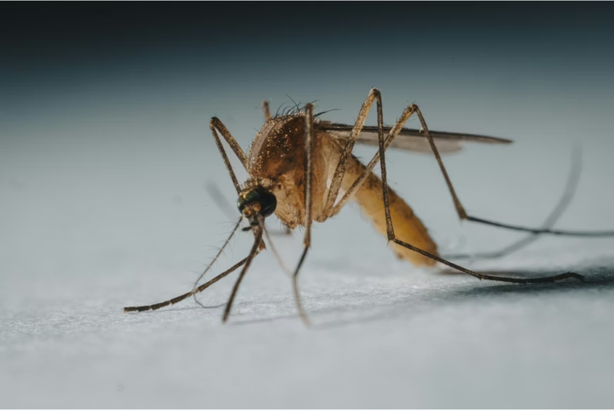 Close-up macro photograph of a mosquito resting on a light surface, showing detailed body structure, long legs, proboscis, and wings against a soft gray background.