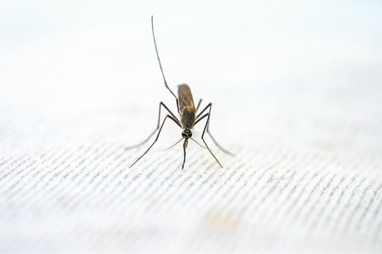 Close-up of a mosquito resting on a white textured fabric surface