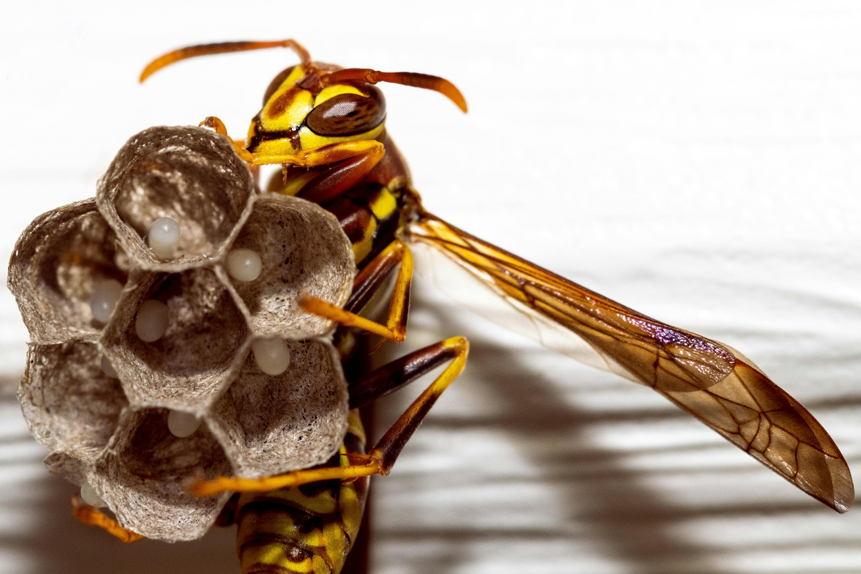 Close-up of a paper wasp tending to its small nest with visible eggs in hexagonal cells