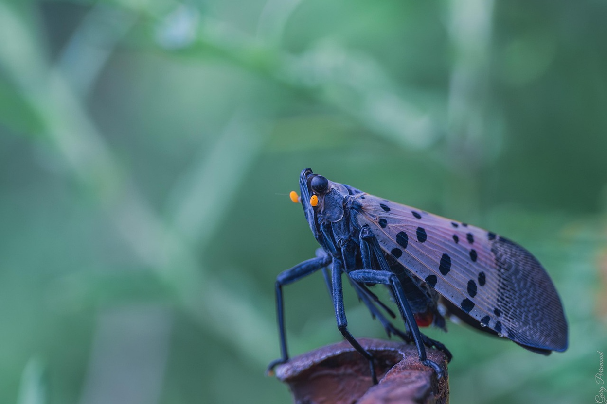 Close-up of a spotted lanternfly resting on a plant stalk