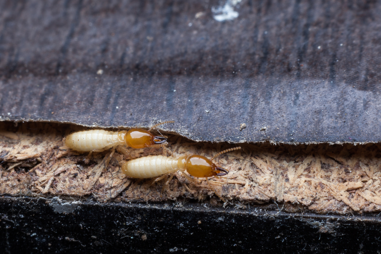Close-up of two soldier termites with orange heads crawling through damaged wood