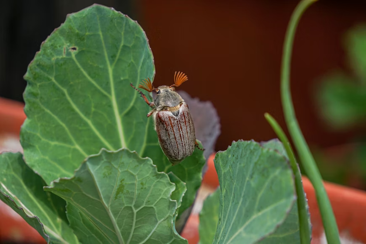 Cockchafer beetle perched on a large green cabbage leaf, showing its reddish-brown striped wing covers, dark head, and distinctive fan-shaped antennae spread open