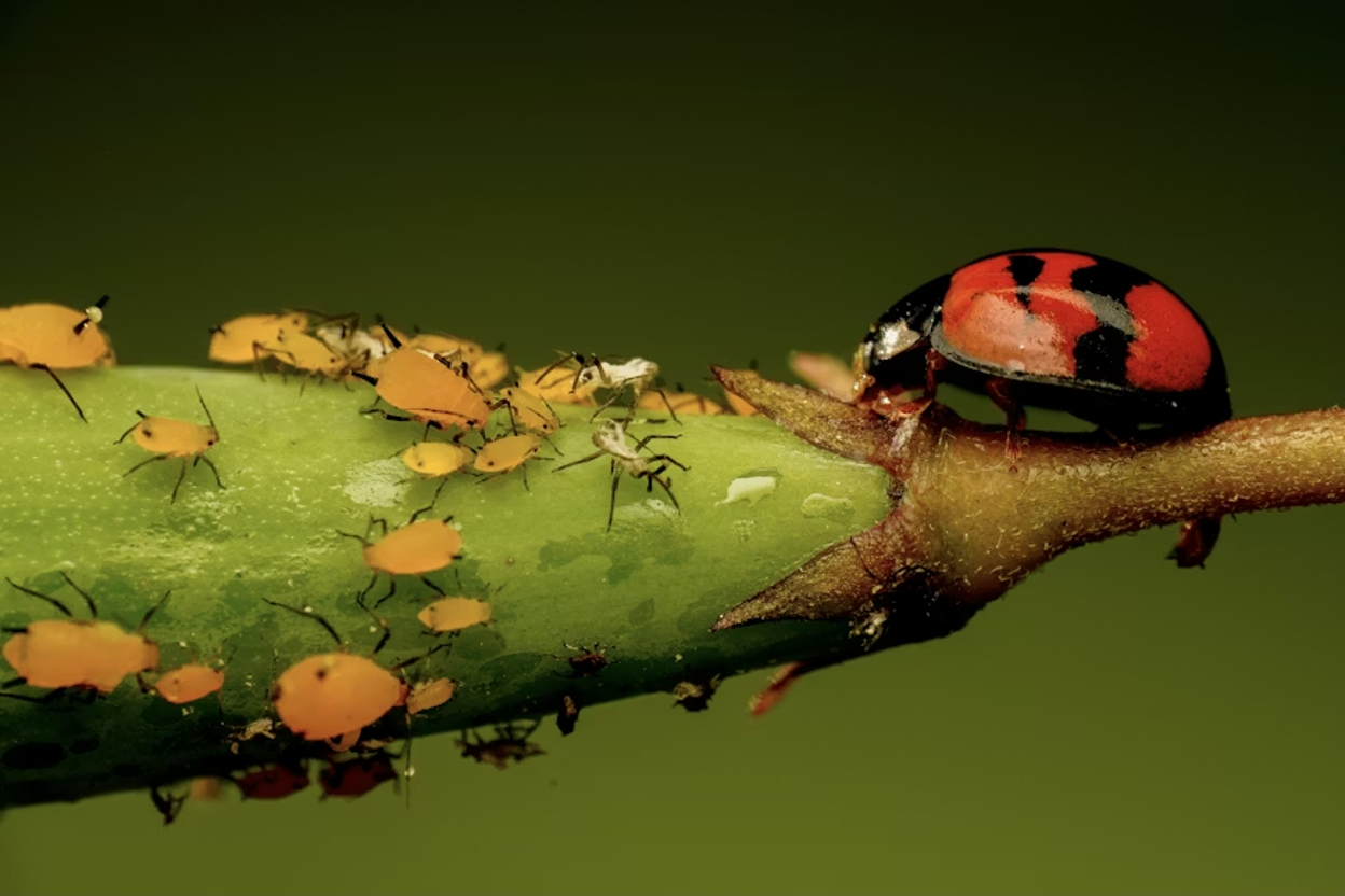 Red and black ladybug approaching a cluster of orange aphids on a green plant stem, in a macro close-up with a smooth olive-green background