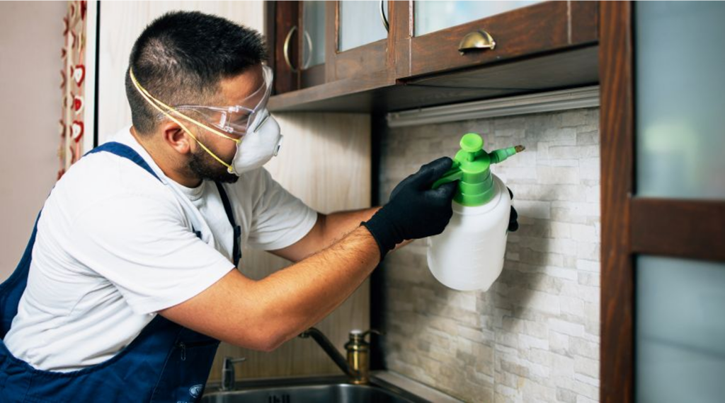 Pest control technician wearing a mask and gloves spraying inside kitchen cabinets with a hand sprayer.