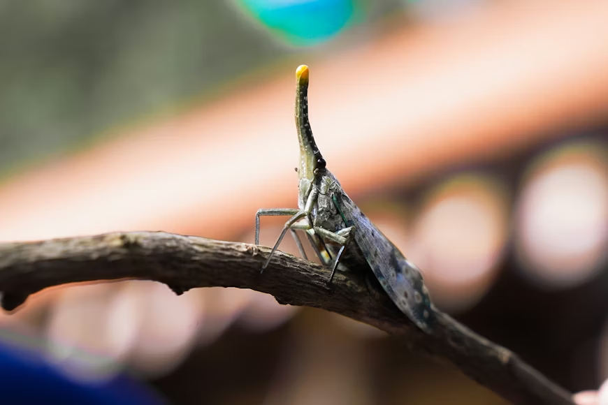 Close-up of a lanternfly nymph with a distinctive yellow-tipped horn perched on a branch, with a soft bokeh background of warm and green tones.