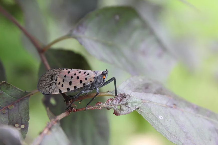 Close-up of a spotted lanternfly resting on a leaf, showing its distinctive black-spotted tan wings and orange eye, with a soft green bokeh background.