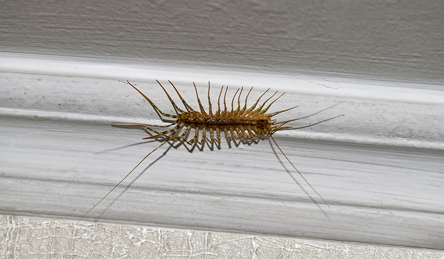 House centipede with long, banded legs clinging to a white interior baseboard inside a home.