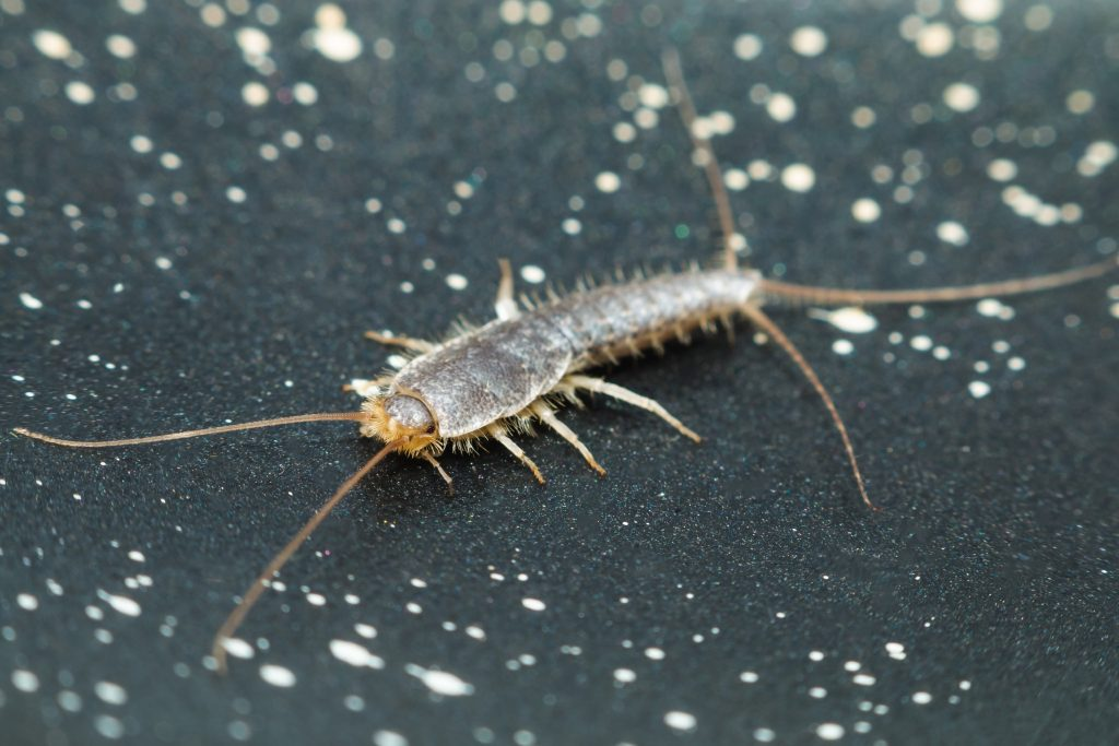 Close-up of a silverfish showing its grey scaly body, long antennae, and bristle-like tails on a dark surface