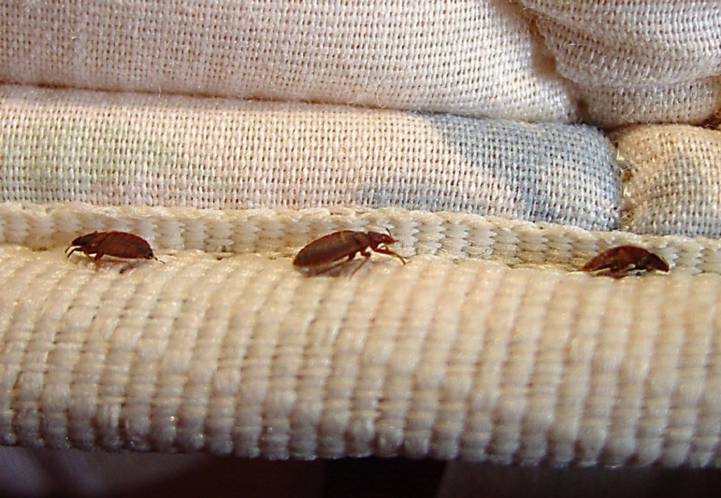 Three reddish-brown bed bugs crawling along the seam of a cream-colored mattress, highlighting a common hiding spot during an infestation.