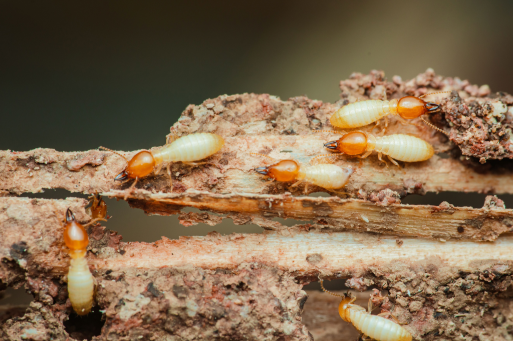 Close-up of Eastern subterranean termites actively tunneling through deteriorating wood, showing their creamy-white bodies and amber heads.