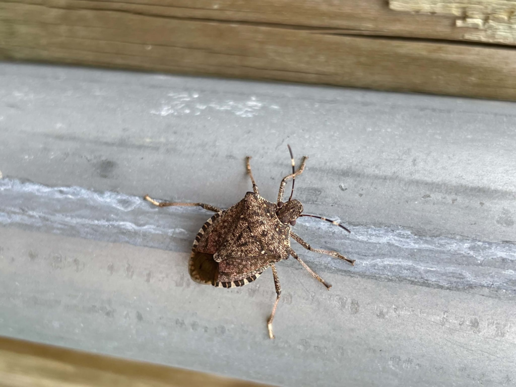 Brown marmorated stink bug with mottled shield-shaped body and banded legs resting on a gray metal surface near weathered wood.