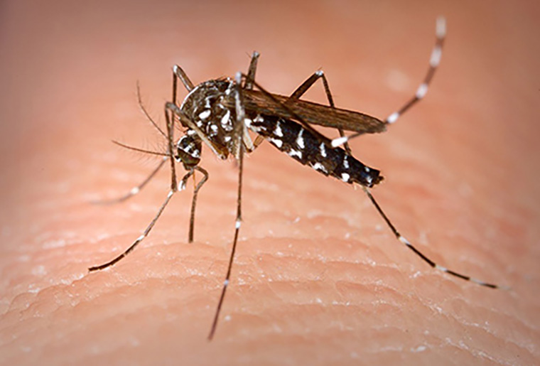 Black-and-white striped Asian tiger mosquito biting human skin, an invasive species that spreads disease in Maryland during daylight hours