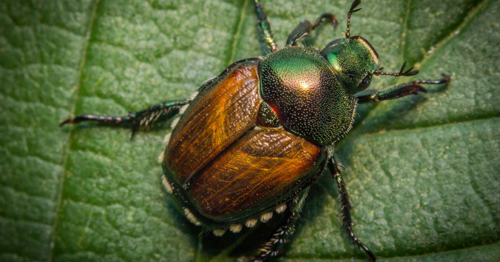 Japanese beetle with copper-colored wings and iridescent green head feeding on a plant leaf in a Maryland garden