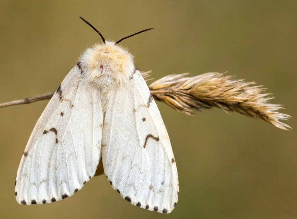 Spongy moth resting on vegetation, an invasive species that defoliates oak and other hardwood trees across Maryland