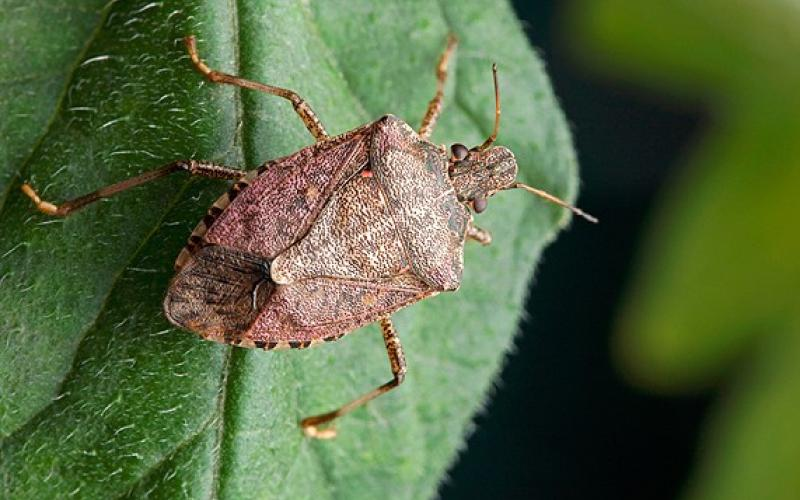 Brown marmorated stink bug on a leaf, identifiable by the white bands on its antennae that distinguish it from native stink bugs