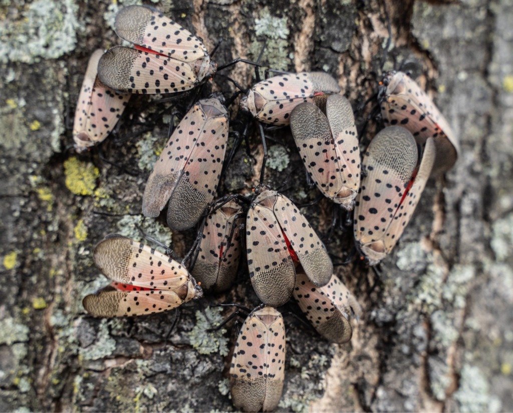Cluster of spotted lanternflies on a tree trunk showing their black-spotted forewings and red hindwings, a common invasive pest in Maryland