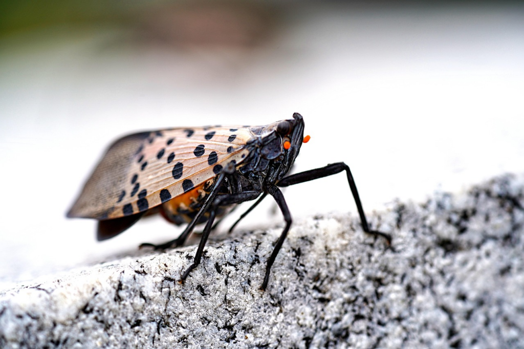 Va Invasive Bug Invasive Bugs in Northern Virginia: Species, Harmfulness & Solutions ...