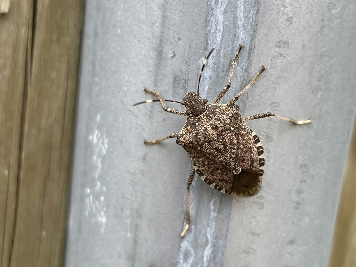 Brown marmorated stink bug clinging to a gray metal surface, showing its mottled brown shield-shaped body, banded antennae, and striped abdominal edges.