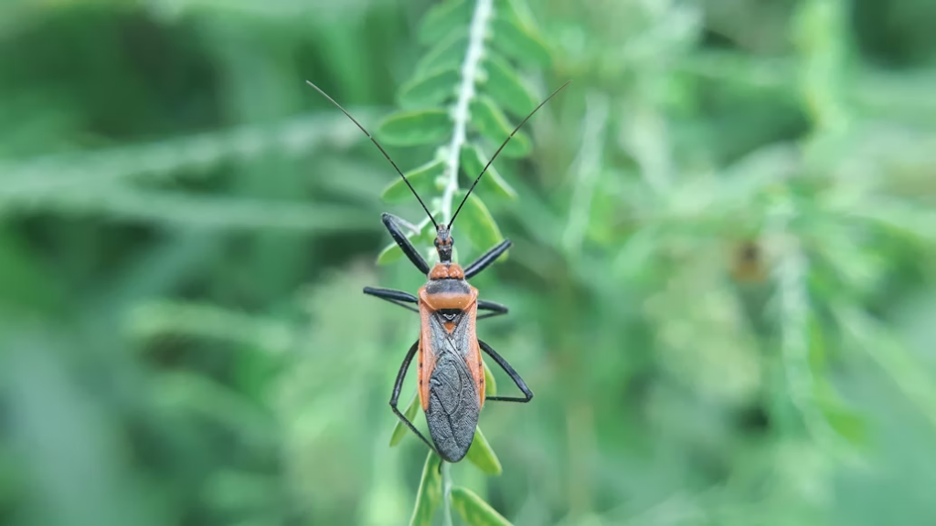 Assassin bug clinging to a plant stem viewed from the front, showing its orange and black elongated body, long dark antennae, and spindly legs.