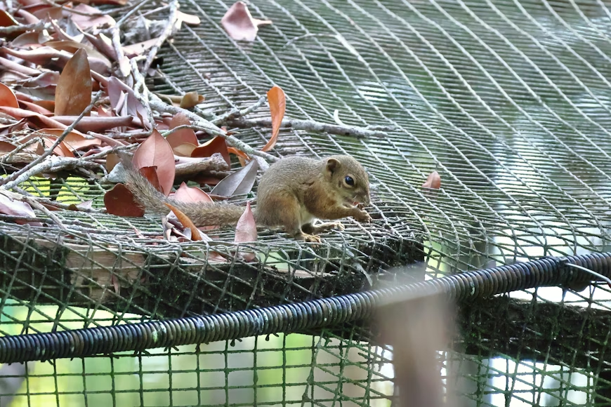 Squirrel perched on wire mesh hardware cloth protecting a garden bed from digging.