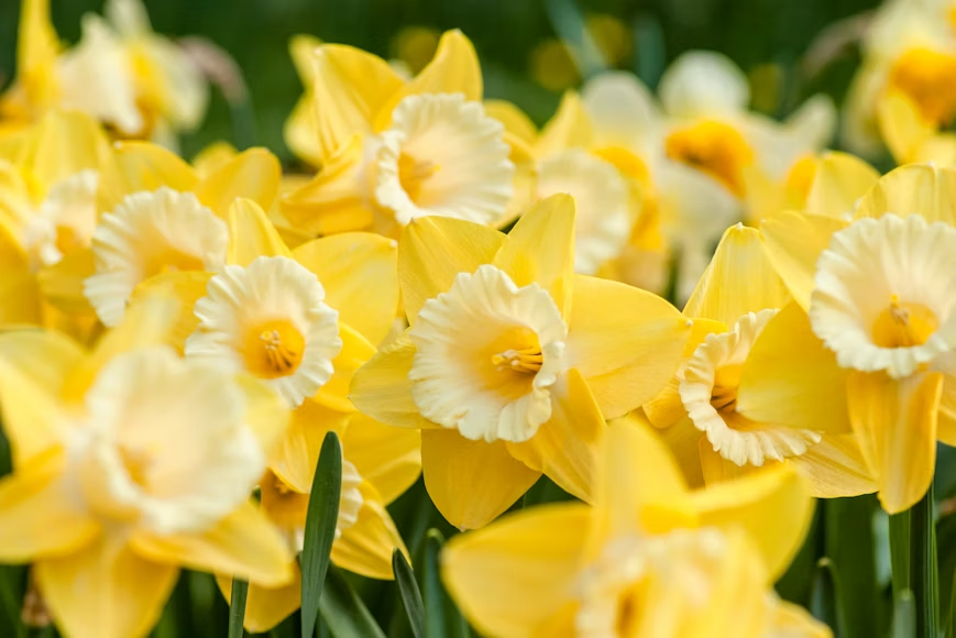 Yellow daffodils in full bloom used as a natural squirrel-resistant garden plant.