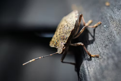 Brown marmorated stink bug clinging to a dark surface, a common sight during spring emergence indoors.