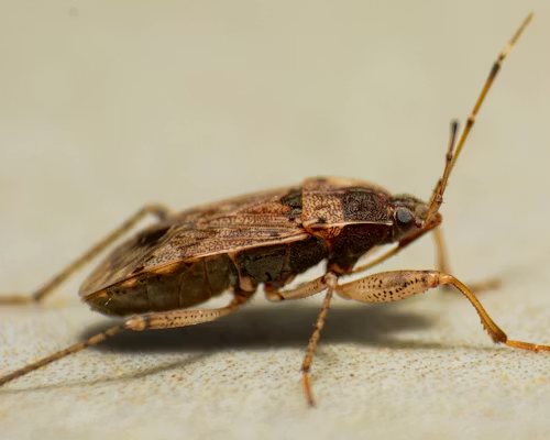 Brown marmorated stink bug in profile on a light surface, showing its shield-shaped body and banded antennae.