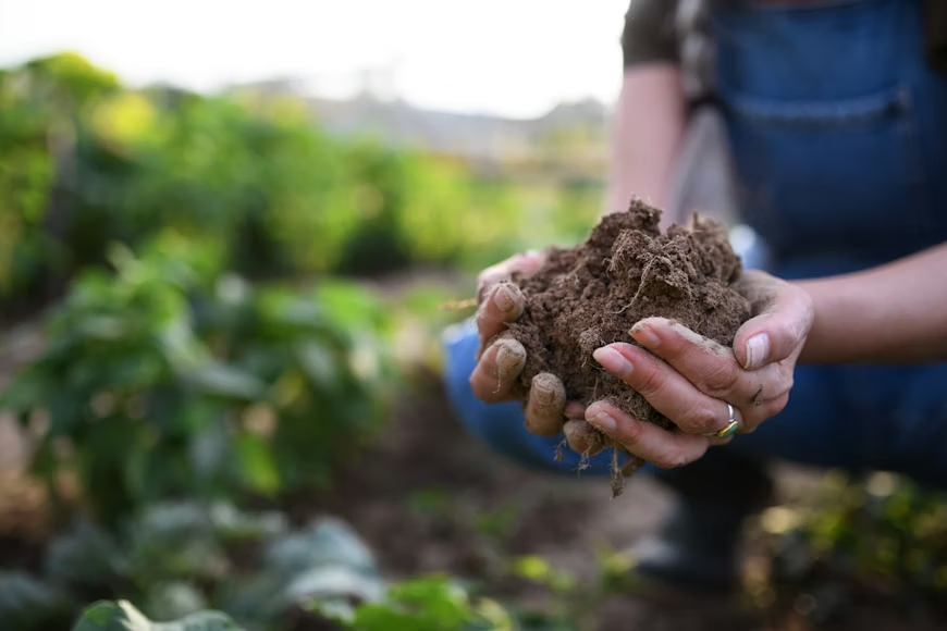 Gardener cupping rich dark soil with visible roots, a foundation of natural pest control.