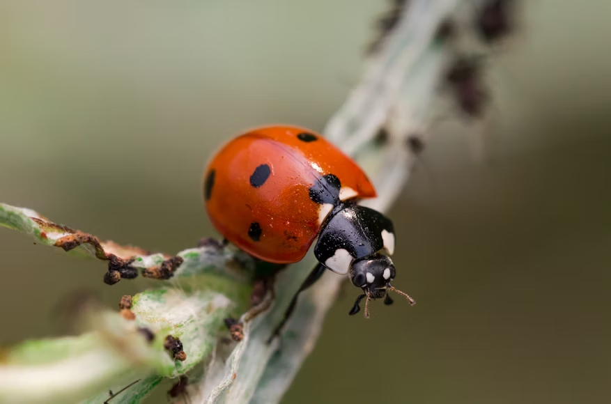 Ladybug crawling along a plant stem covered in aphids, a key beneficial insect for pest control.