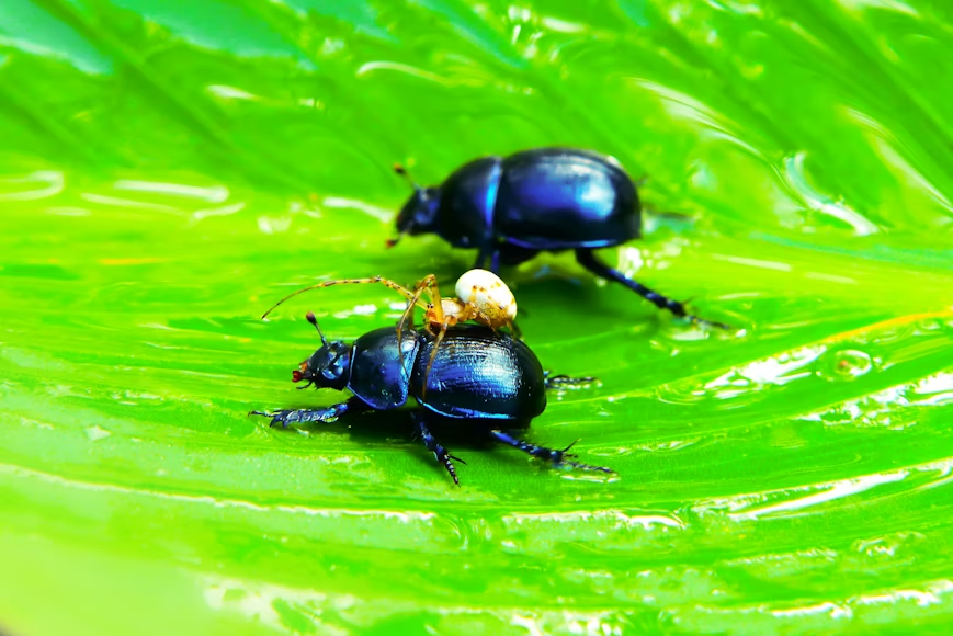 Two small glossy black beetles feeding on a wet green leaf, the kind of spring pest that damages young plants.