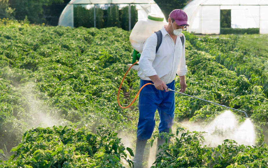 Professional pest control technician in protective gear applying treatment to rows of garden crops.