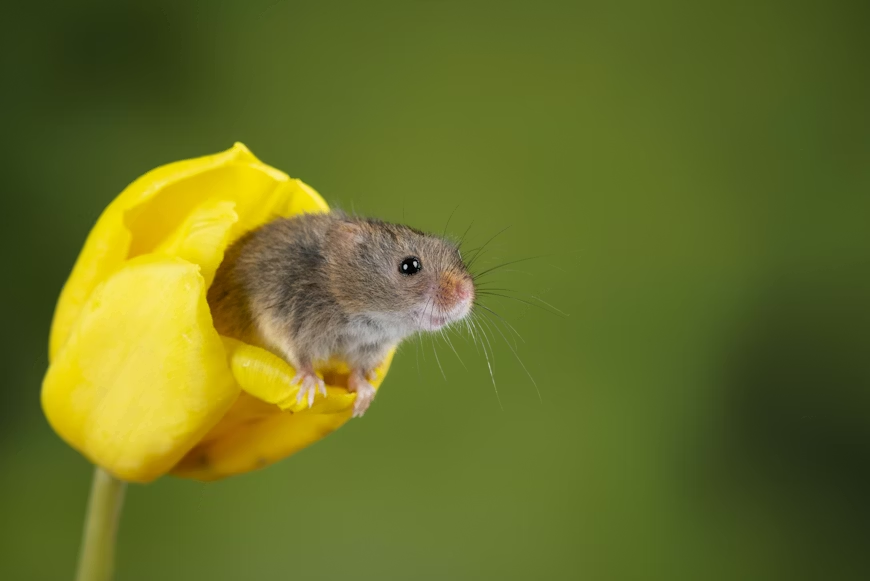 Harvest mouse with light brown fur peeking from a yellow tulip, a common garden rodent in Virginia flower beds.