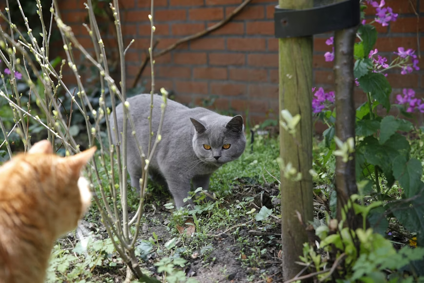 Gray British Shorthair cat and orange tabby facing off in a garden bed, a natural predator deterrent for rodents.