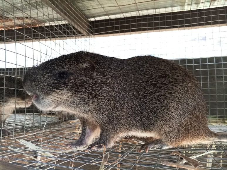 Large rat caught in a wire mesh live trap on scattered twigs, shown in profile inside the cage.