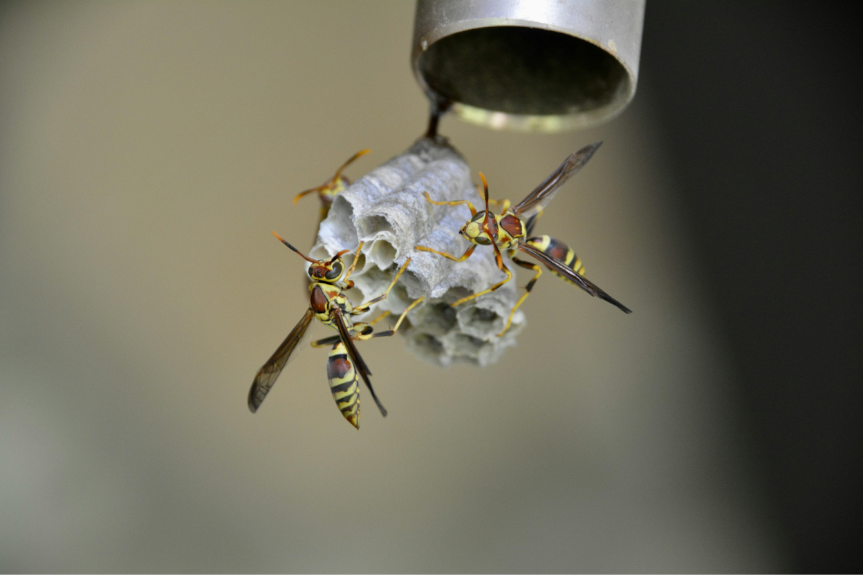 Two yellow-striped wasps are clinging to a small paper nest attached to a metal pipe