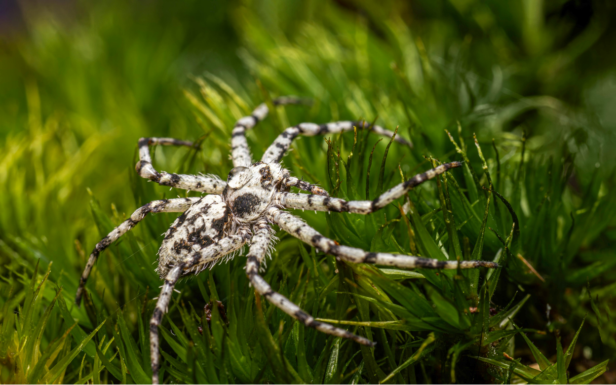 A black and white spider rests on bright green grass in a close-up macro shot