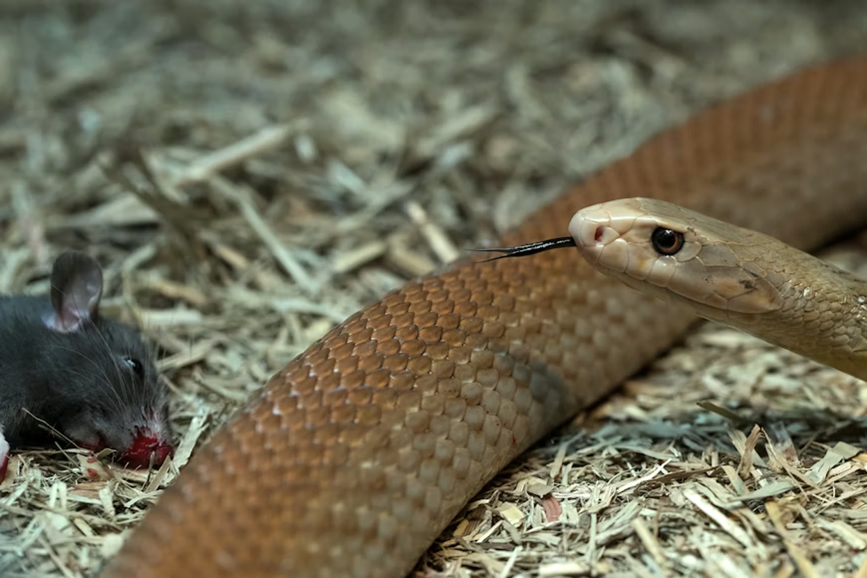 A brown snake smells a dead mouse