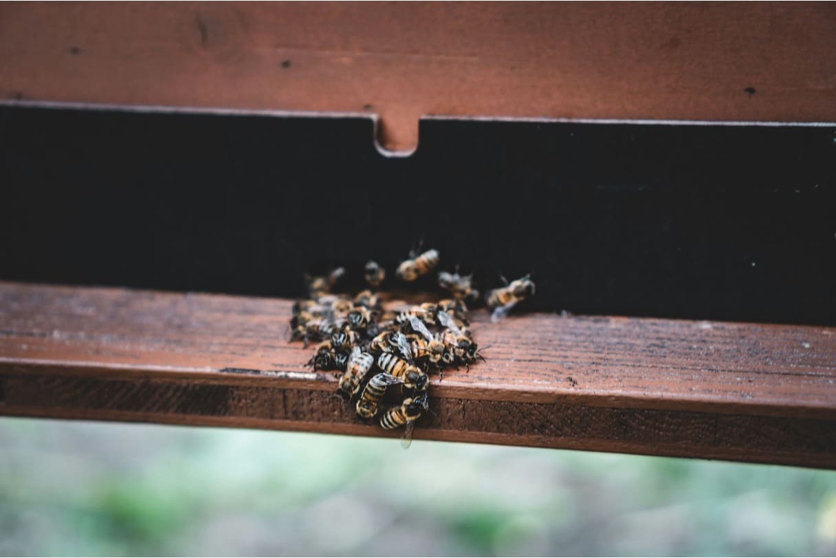 Bees gathered on a wooden pane