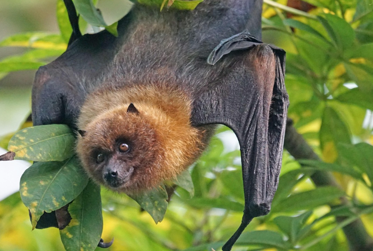 Close-up of a bat hanging from a tree outdoors