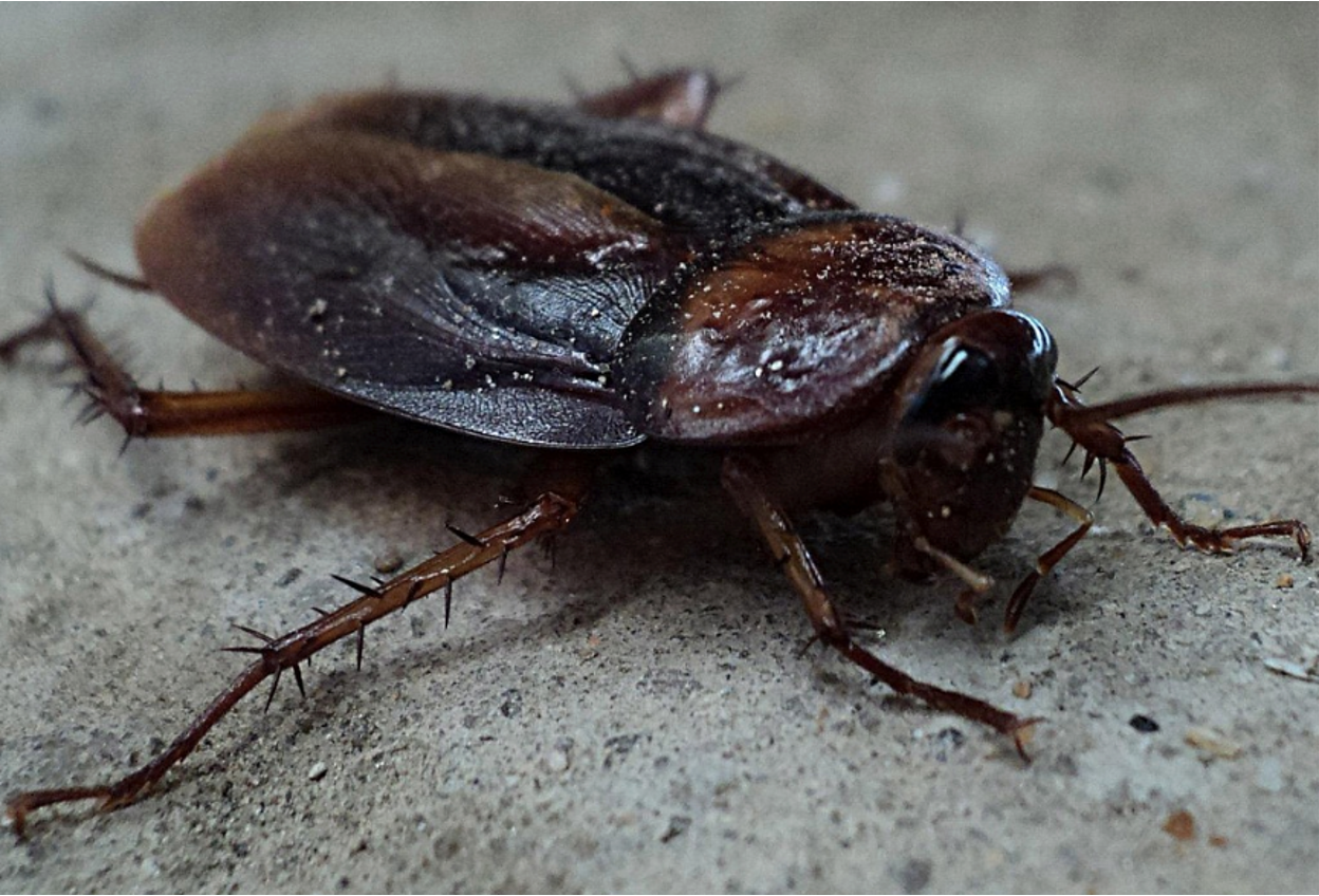 Close-up of a cockroach on the kitchen floor, a common sign of an infestation
