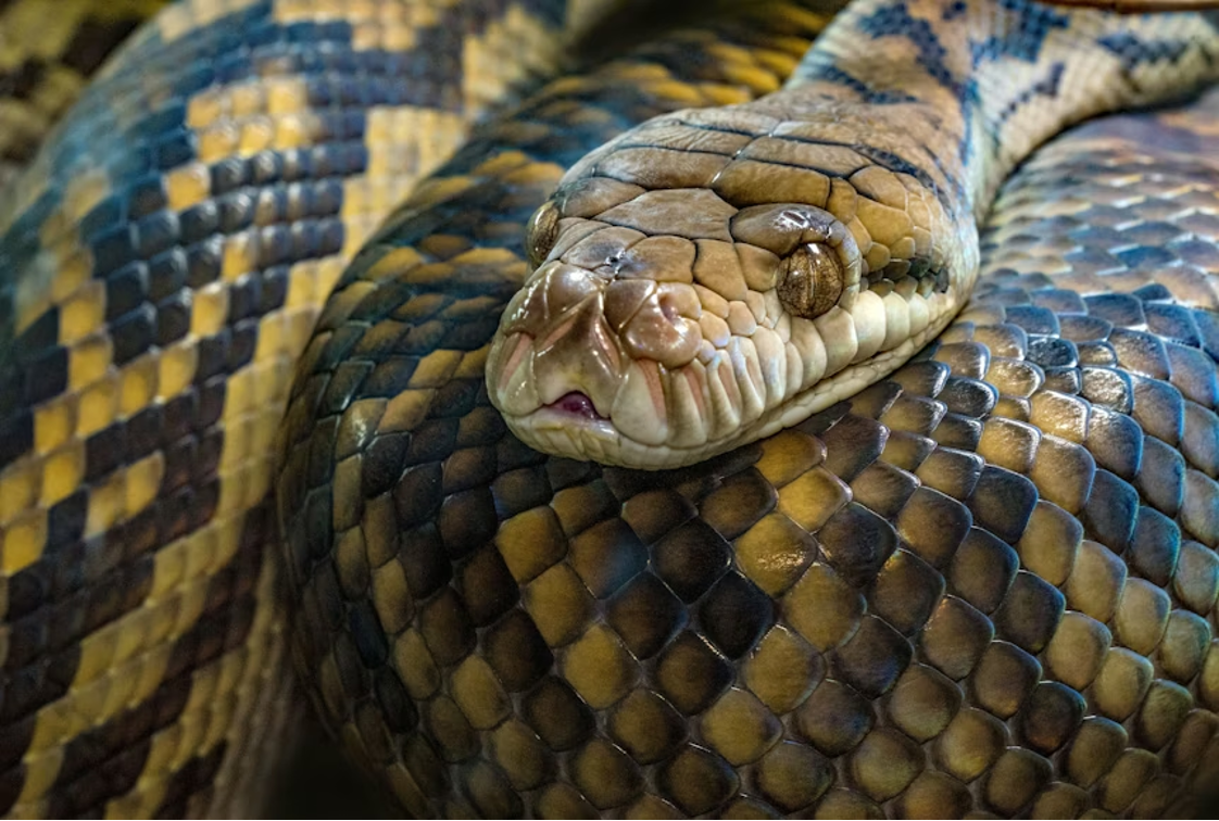 Close-up of a large python coiled with its head resting on its body, showing detailed yellow, brown, and black patterned scales, heat-sensing pits along the upper lip, and a partially open mouth