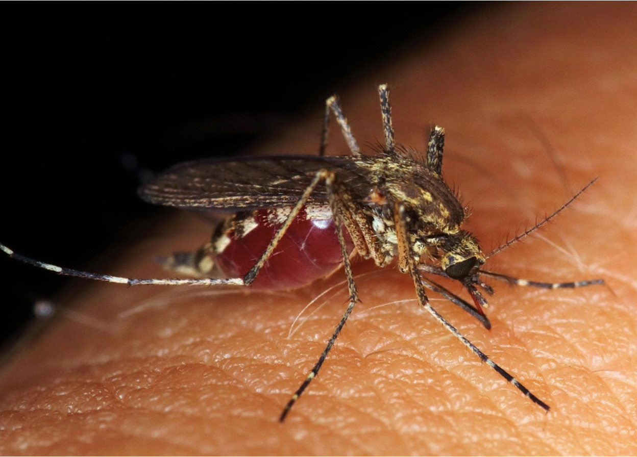 Close-up of a mosquito biting someone’s hand