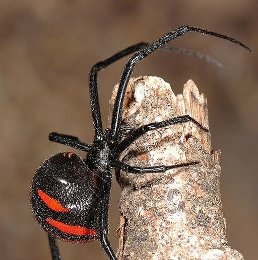Glossy black widow spider clinging to weathered wood in a Maryland yard.