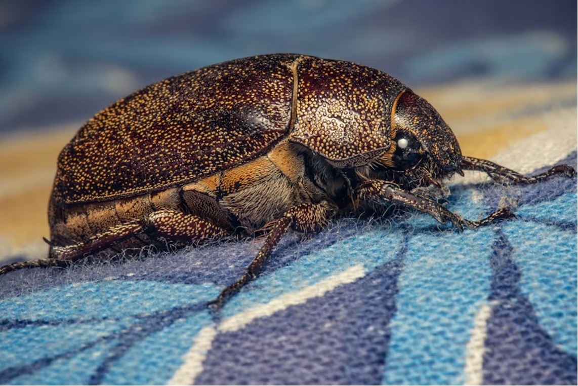 Macro close-up of a brown carpet beetle with a textured speckled wing case and fine hairs on its body, perched on a blue patterned fabric surface.