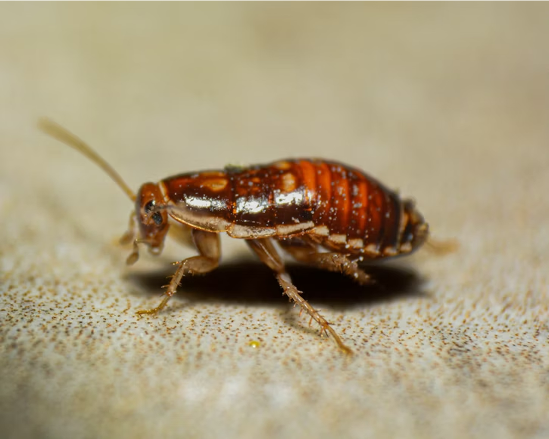 Macro close-up of a young reddish-brown cockroach nymph with a glossy segmented body and long antennae crawling on a beige speckled surface.