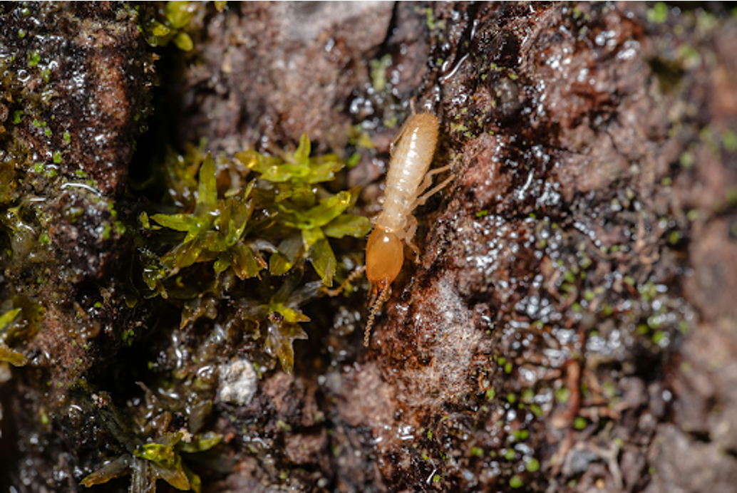 Macro close-up shot of a termite on a moss-covered tree bark surface