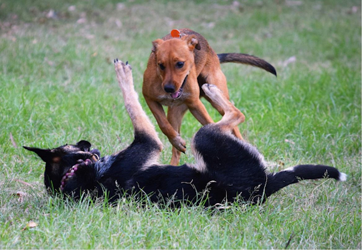 Two healthy dogs playing freely on a chemical-free lawn safe for pets