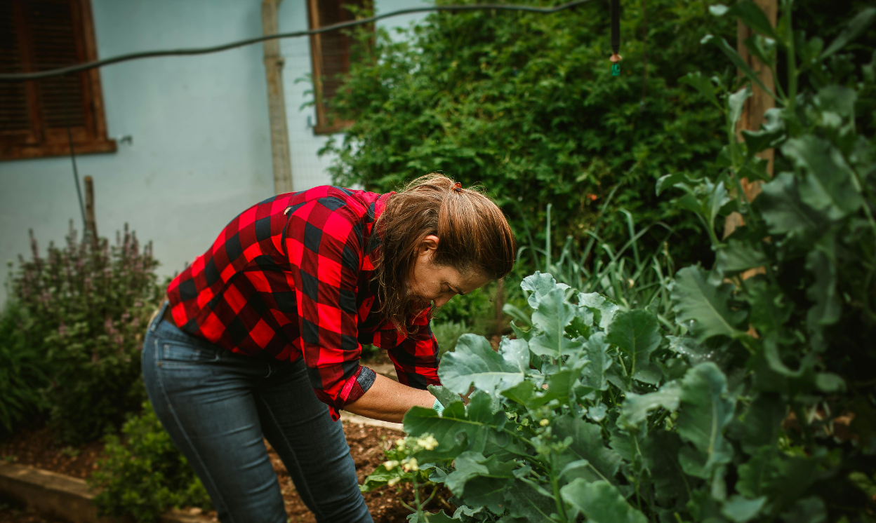 Woman tending leafy garden vegetables, illustrating eco-friendly pest control practices for home gardens