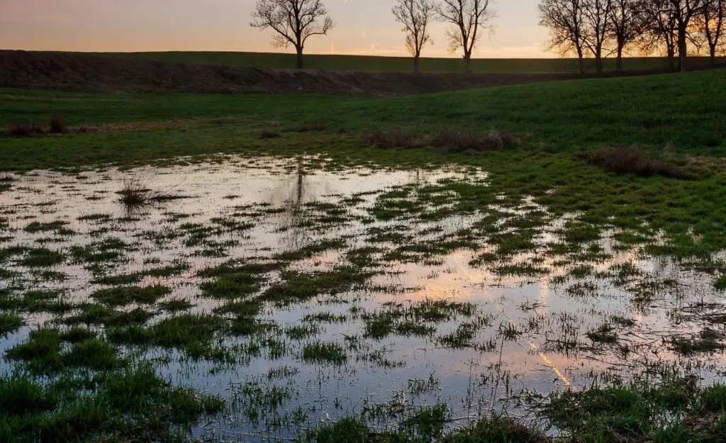 Waterlogged grassy field at sunset showing standing water that breeds mosquitoes in the yard. (Source)