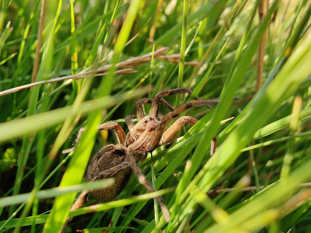 A brown spider perched among tall green blades of grass in a sunlit lawn.